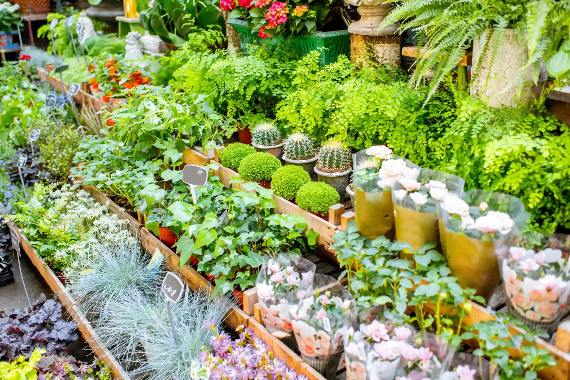 Choosing Plants for Lasting Beauty