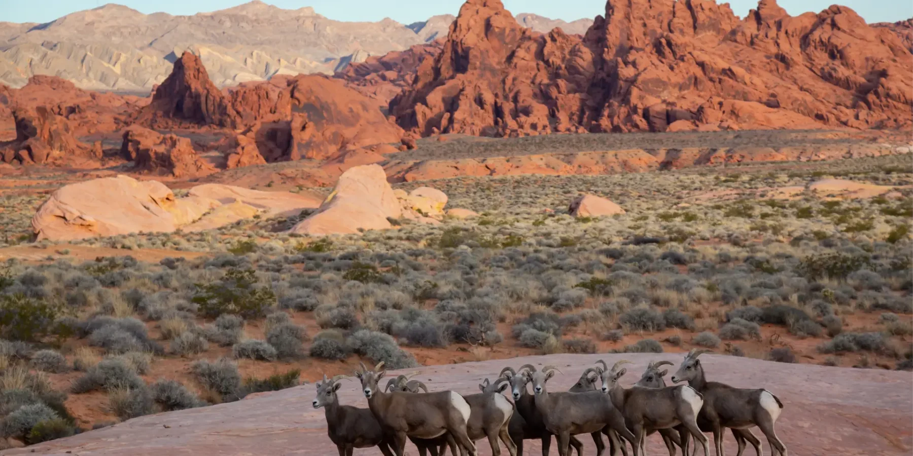 a-family-of-female-desert-bighorn-sheep-in-valley-2026-01-09-11-36-16-utc